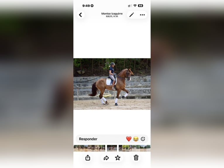Koń hiszpański sport Wałach 7 lat 173 cm Ciemnokasztanowata in Lūbz