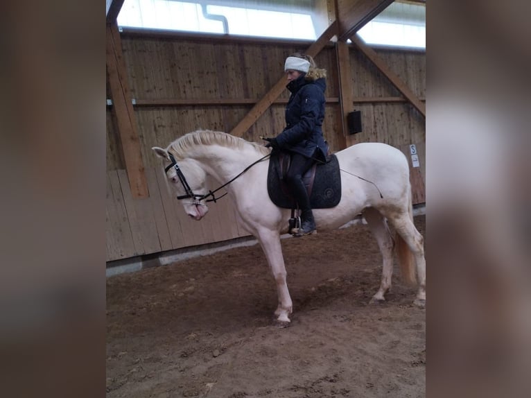 Koń hiszpański sport Wałach 8 lat 157 cm Perlino in Maiche