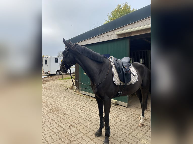 Koń hiszpański sport Wałach 8 lat 160 cm Kara in Havekost