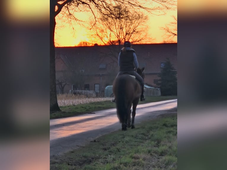 Koń hiszpański sport Mix Wałach 8 lat 163 cm Gniada in Beelen