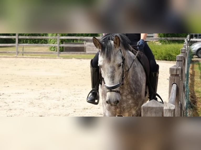 Koń hiszpański sport Wałach 8 lat 166 cm Stalowosiwy in Evergem