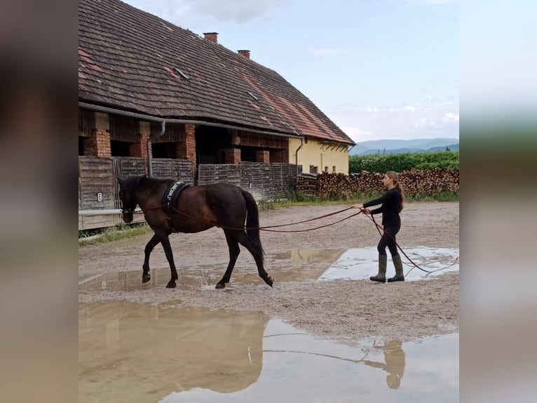 Koń hiszpański sport Wałach 8 lat 170 cm  in Kollegg