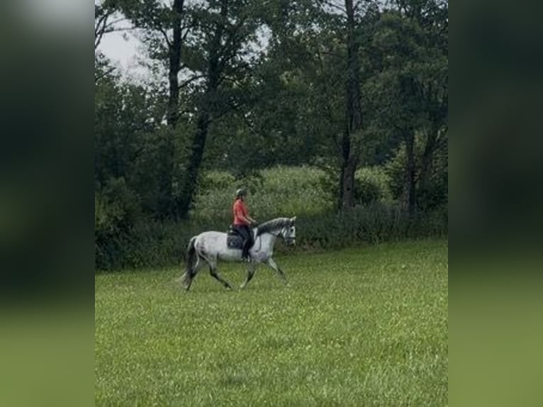 Koń hiszpański sport Wałach 9 lat 160 cm Siwa in TutzingTutzing
