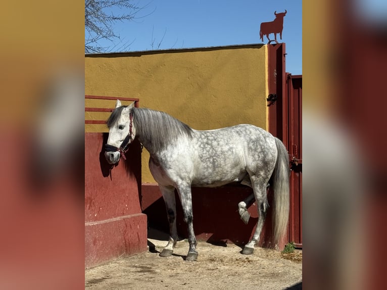 Koń hiszpański sport Wałach 10 lat 160 cm Siwa jabłkowita in Barrio De El Castillo