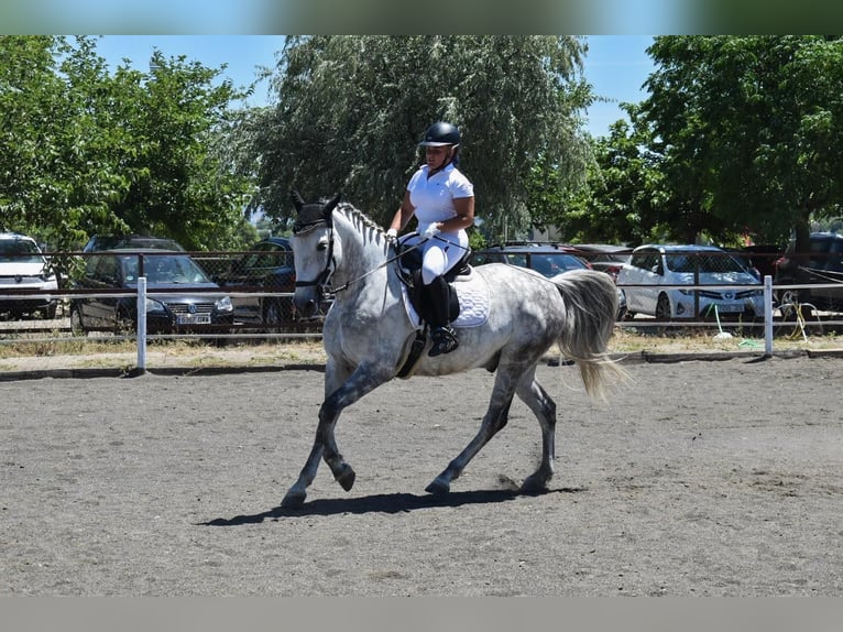 Koń hiszpański sport Wałach 10 lat 160 cm Siwa jabłkowita in Barrio De El Castillo