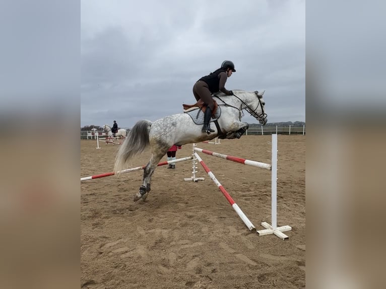 Koń hiszpański sport Wałach 10 lat 160 cm Siwa jabłkowita in Barrio De El Castillo