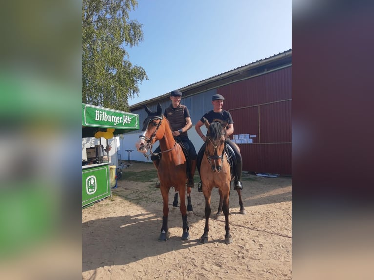 Koń hiszpański sport Wałach 10 lat 163 cm Kasztanowata in Eickhof