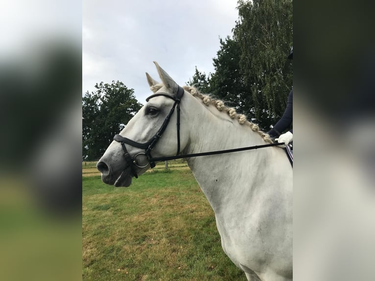 Koń hiszpański sport Wałach 10 lat 64 cm Siwa jabłkowita in Jersbek