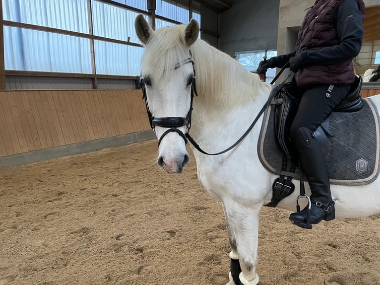 Koń hiszpański sport Wałach 10 lat 64 cm Siwa jabłkowita in Jersbek