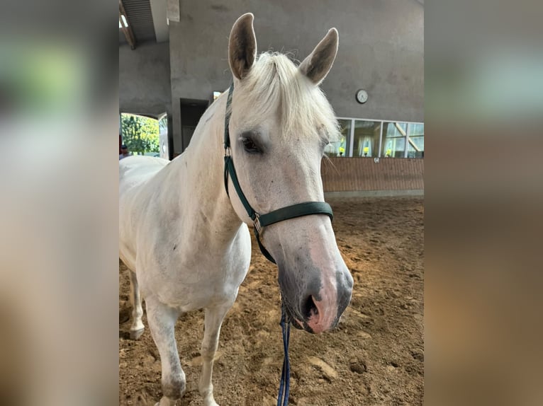 Koń hiszpański sport Wałach 10 lat 64 cm Siwa jabłkowita in Jersbek