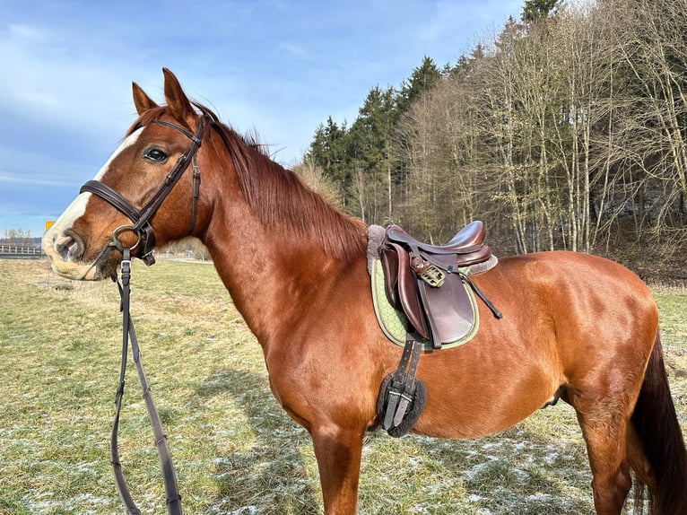 Koń hiszpański sport Wałach 12 lat 156 cm Kasztanowata in Tuttlingen