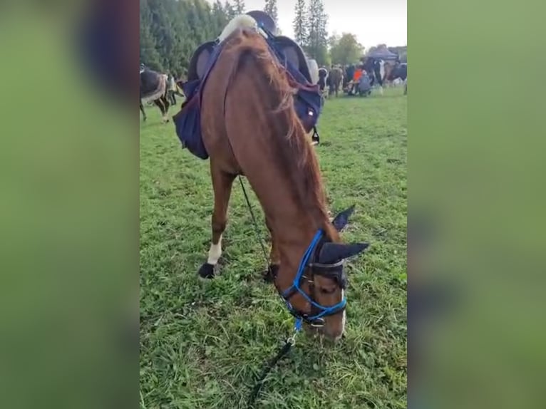 Koń hiszpański sport Wałach 12 lat 156 cm Kasztanowata in Tuttlingen