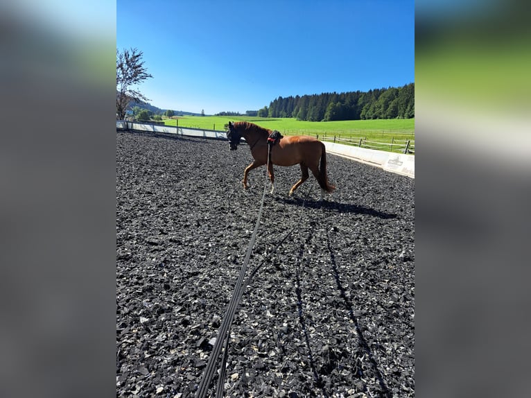 Koń hiszpański sport Wałach 12 lat 156 cm Kasztanowata in Tuttlingen