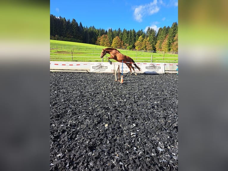 Koń hiszpański sport Wałach 12 lat 156 cm Kasztanowata in Tuttlingen