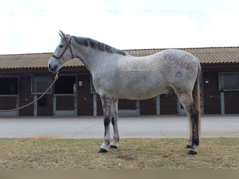 Koń hiszpański sport Wałach 12 lat 167 cm Siwa in Xabia/Javea