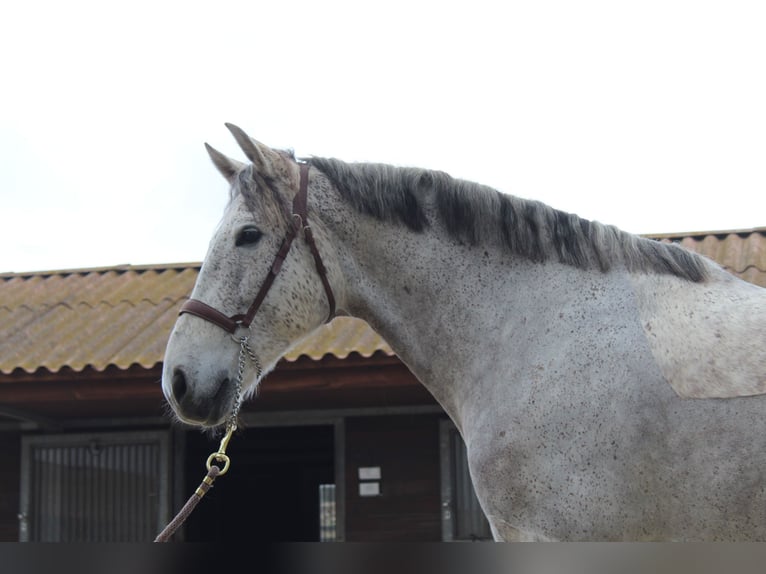 Koń hiszpański sport Wałach 12 lat 167 cm Siwa in Xabia/Javea