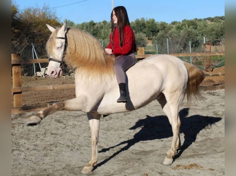 Koń hiszpański sport Mix Wałach 12 lat Szampańska in Córdoba