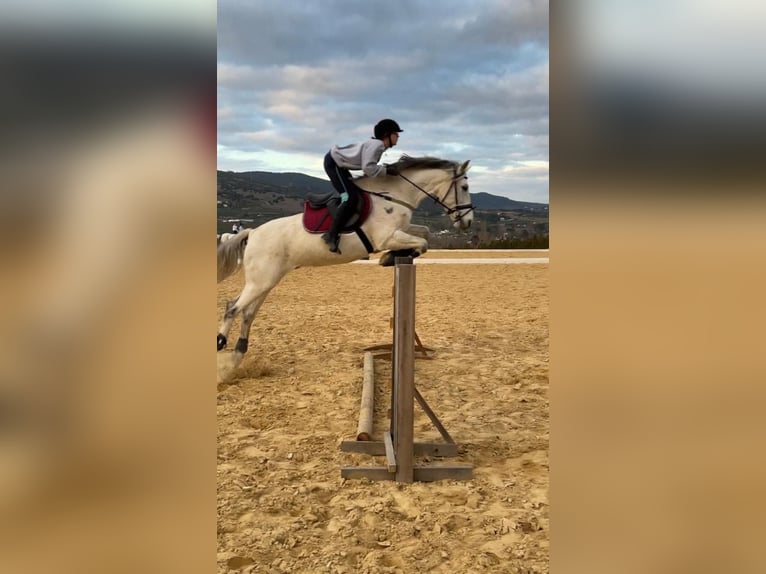 Koń hiszpański sport Mix Wałach 14 lat 163 cm Siwa in Ronda