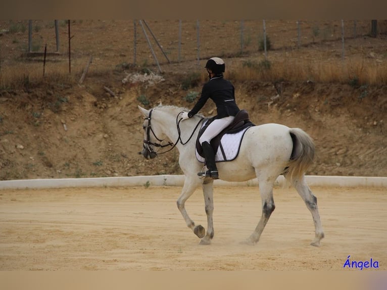 Koń hiszpański sport Mix Wałach 14 lat 163 cm Siwa in Ronda