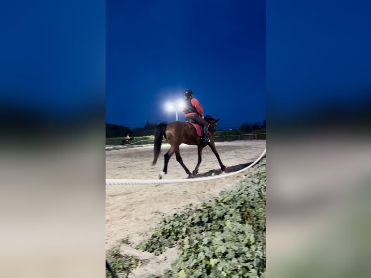 Koń hiszpański sport Wałach 15 lat 169 cm Gniada in Inca