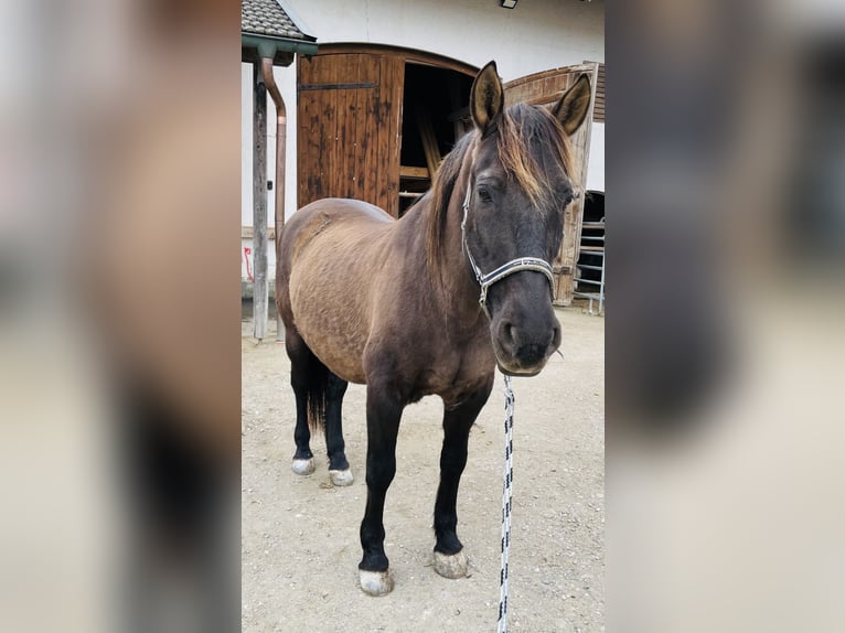 Koń hiszpański sport Mix Wałach 17 lat 155 cm Ciemnogniada in Emmertingrt