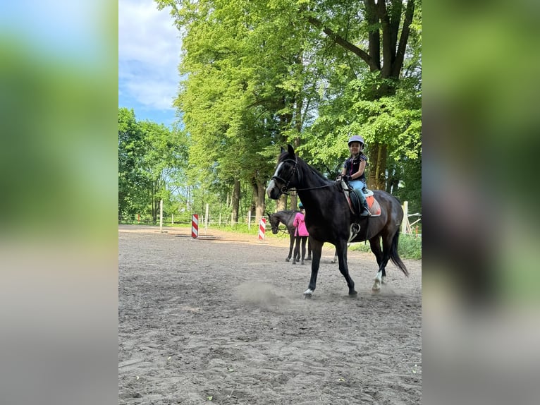 Koń hiszpański sport Wałach 18 lat 158 cm Ciemnogniada in Bentzin