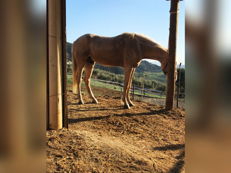 Koń hiszpański sport Mix Wałach 3 lat 170 cm Izabelowata in Torremolinos