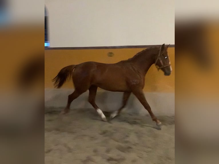 Koń hiszpański sport Wałach 4 lat 162 cm Kasztanowata in Sanlucar La Mayor