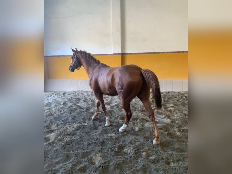 Koń hiszpański sport Wałach 4 lat 162 cm Kasztanowata in Sanlucar La Mayor