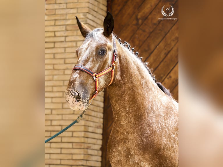 Koń hiszpański sport Wałach 4 lat 170 cm Tarantowata in Navalperal De Pinares