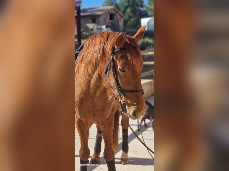 Koń hiszpański sport Mix Wałach 5 lat 145 cm Kasztanowata in Valderrobres