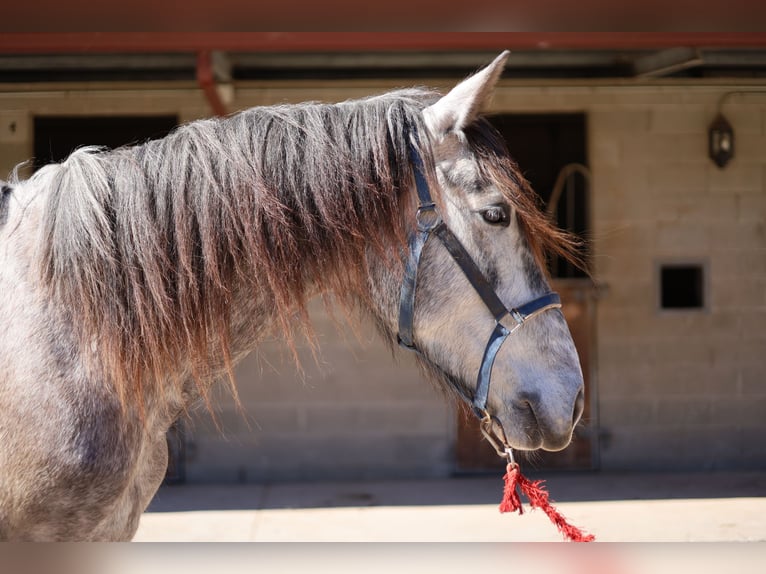 Koń hiszpański sport Wałach 5 lat 165 cm Siwa in Torrelles De Llobregat