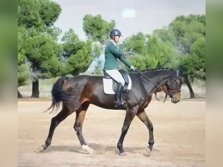 Koń hiszpański sport Wałach 5 lat 176 cm Gniada in Brunete