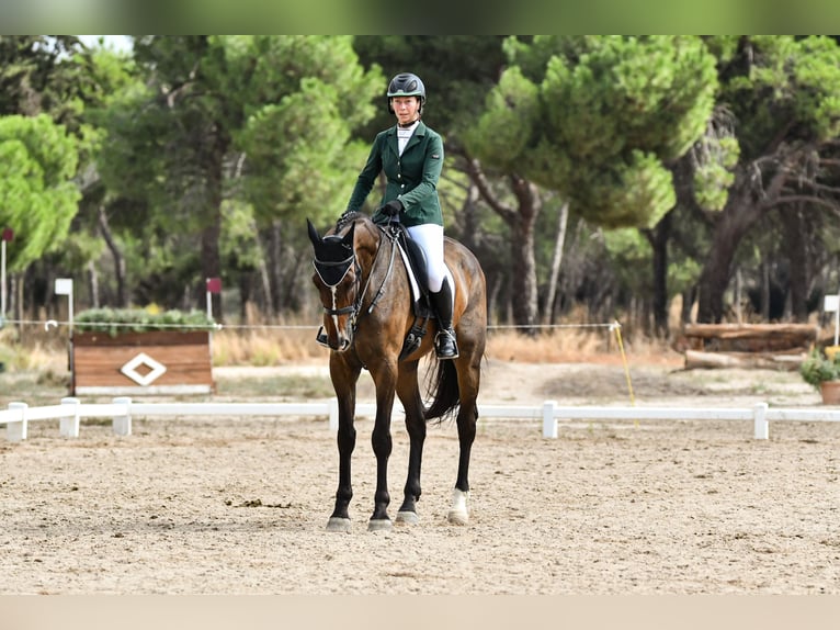 Koń hiszpański sport Wałach 5 lat 176 cm Gniada in Brunete