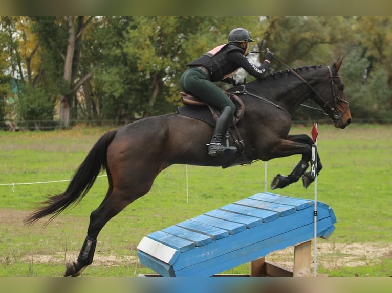 Koń hiszpański sport Wałach 5 lat 176 cm Gniada in Brunete