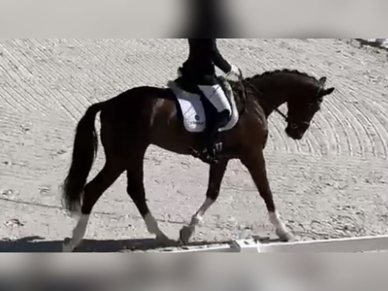 Koń hiszpański sport Wałach 6 lat 165 cm Kasztanowata in Madrid