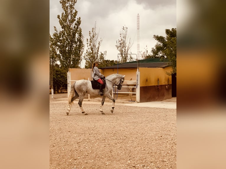 Koń hiszpański sport Wałach 6 lat 165 cm Siwa in Jardinito, El (Cordoba) (Finca)Córdoba