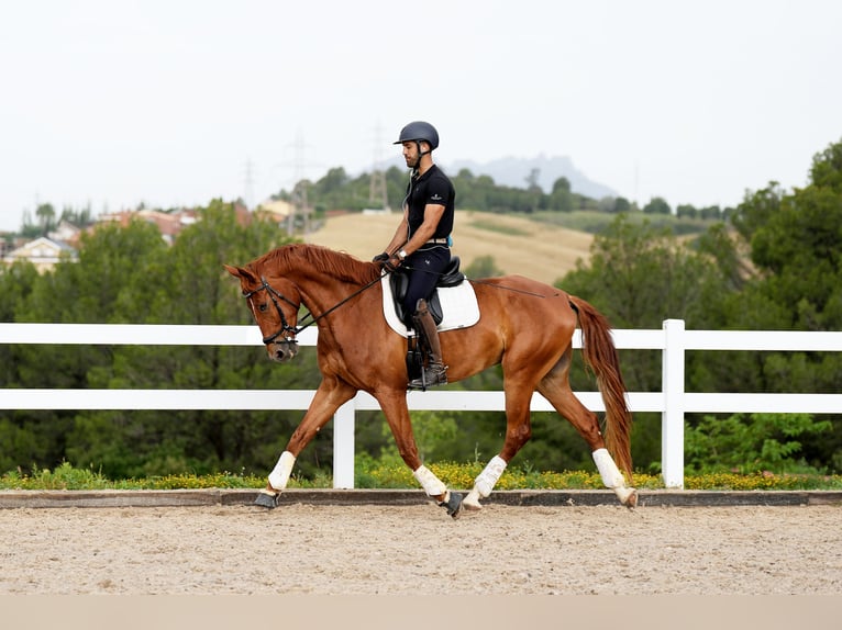 Koń hiszpański sport Wałach 6 lat 168 cm Kasztanowata in Sant Cugat Del Valles