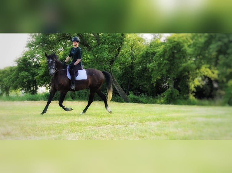 Koń hiszpański sport Wałach 6 lat 170 cm Siwa in Nordenham