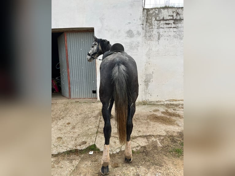 Koń hiszpański sport Wałach 6 lat 174 cm Siwa in Guarrate