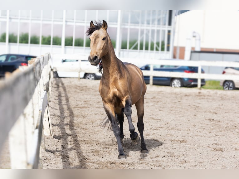 Koń hiszpański sport Mix Wałach 7 lat 158 cm Szampańska in Ypenburg