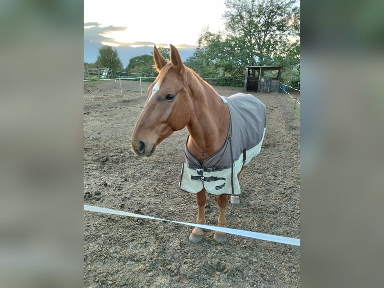 Koń hiszpański sport Wałach 7 lat 170 cm Kasztanowata in Olot