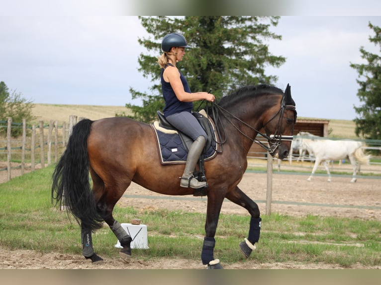 Koń hiszpański sport Wałach 9 lat 164 cm Ciemnogniada in La Genevraye