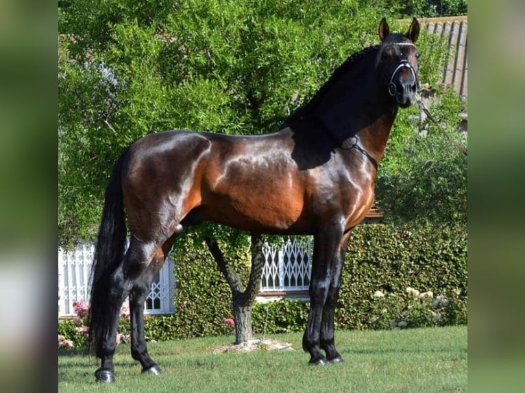 Koń hiszpański sport Wałach 9 lat 164 cm Ciemnogniada in La Genevraye