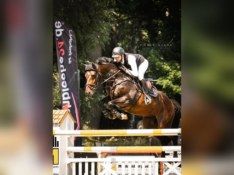 Koń holsztyński Klacz 10 lat 168 cm Gniada in Oberuckersee