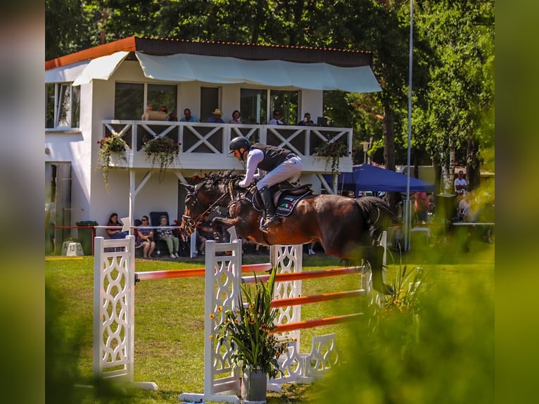 Koń holsztyński Klacz 10 lat 168 cm Gniada in Oberuckersee