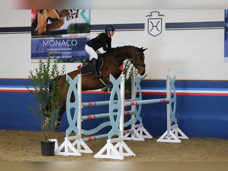Koń holsztyński Klacz 10 lat 169 cm Gniada in Hamburg