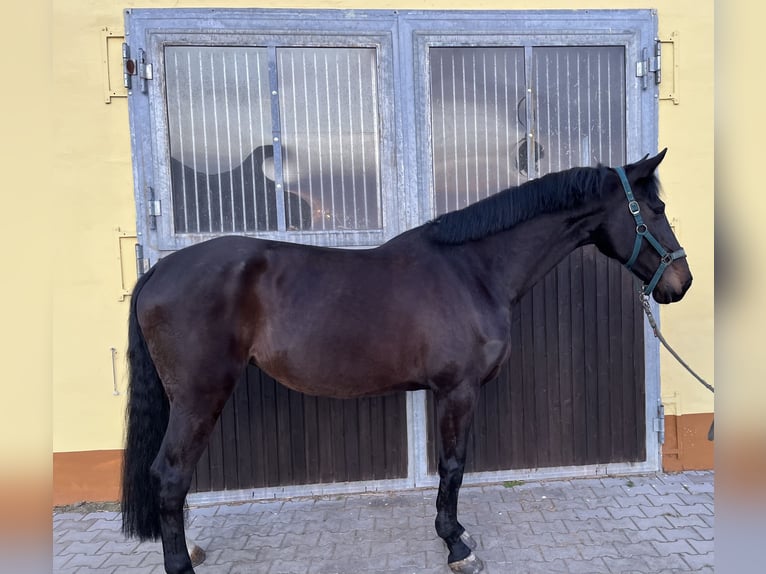 Koń holsztyński Klacz 10 lat 170 cm Ciemnogniada in W&#xF6;rmlitz