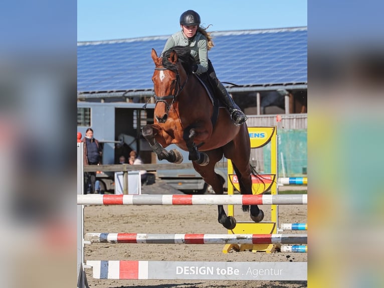 Koń holsztyński Klacz 10 lat 171 cm Gniada in Fehmarn