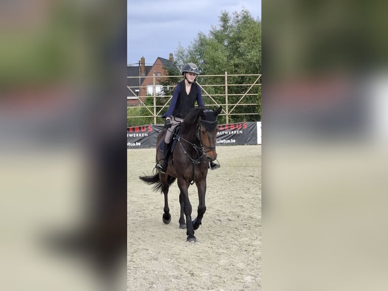 Koń holsztyński Klacz 10 lat 171 cm Skarogniada in Kachtem